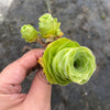 Aeonium aureum aka. Greenovia Aurea (WITH PUPS)