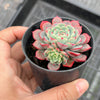 Echeveria Luna Rossa (w/pup)