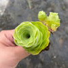 Aeonium aureum aka. Greenovia Aurea (WITH PUPS)