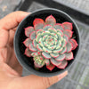 Echeveria Luna Rossa (w/pup)