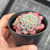 Echeveria Luna Rossa (w/pup)
