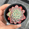 Echeveria Luna Rossa (w/pup)