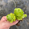 Aeonium aureum aka. Greenovia Aurea (WITH PUPS)