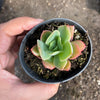 Echeveria 'Low'