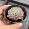 Echeveria Luna Rossa (w/pup)