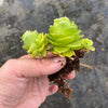 Aeonium aureum aka. Greenovia Aurea (WITH PUPS)