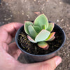 Echeveria 'Low'