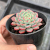 Echeveria Luna Rossa (w/pup)