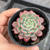 Echeveria Luna Rossa (w/pup)