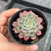 Echeveria Luna Rossa (w/pup)
