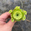 Aeonium aureum aka. Greenovia Aurea (WITH PUPS)