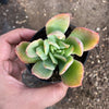 Echeveria 'Low'