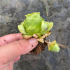 Aeonium aureum aka. Greenovia Aurea (WITH PUPS)