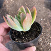 Echeveria 'Low'