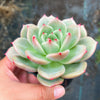 Echeveria 'Monroe Chanel' - Korea Form