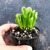 Crassula ovata 'The Hobbit' (1 x CUTTING)