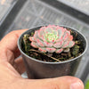 Echeveria Luna Rossa (w/pup)