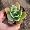 Echeveria 'Low'