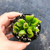 Crassula ovata 'The Hobbit' (1 x CUTTING)