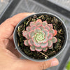 Echeveria Luna Rossa (w/pup)