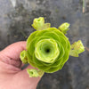 Aeonium aureum aka. Greenovia Aurea (WITH PUPS)