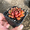 Echeveria 'Cat's Eye'