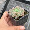 Echeveria Luna Rossa (w/pup)
