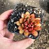Echeveria 'Cat's Eye'