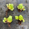 Aeonium aureum aka. Greenovia Aurea (WITH PUPS)