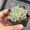 Echeveria Luna Rossa (w/pup)