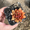 Echeveria 'Cat's Eye'