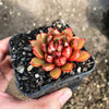 Echeveria 'Cat's Eye'