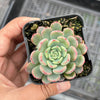 Echeveria Luna Rossa (w/pup)