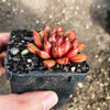 Echeveria 'Cat's Eye'