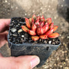 Echeveria 'Cat's Eye'