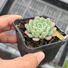 Echeveria Luna Rossa (w/pup)