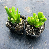 Crassula ovata 'The Hobbit' (1 x CUTTING)