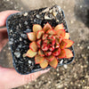 Echeveria 'Cat's Eye'