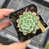 Echeveria Luna Rossa (w/pup)