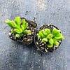 Crassula ovata 'The Hobbit' (1 x CUTTING)