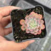 Echeveria Luna Rossa (w/pup)