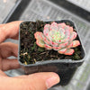 Echeveria Luna Rossa (w/pup)