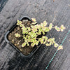 Sedum ‘Little Missy’ (CUTTING)