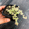 Sedum ‘Little Missy’ (CUTTING)