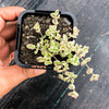 Sedum ‘Little Missy’ (CUTTING)