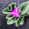 Tradescantia Sillamontana 'White Velvet'