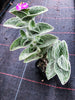 Tradescantia Sillamontana 'White Velvet'