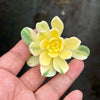 Aeonium castello-paivae f. variegata 'Suncup' (1x CUTTING)
