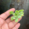 Aeonium castello-paivae f. variegata 'Suncup' (1x CUTTING)
