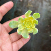 Aeonium castello-paivae f. variegata 'Suncup' (1x CUTTING)